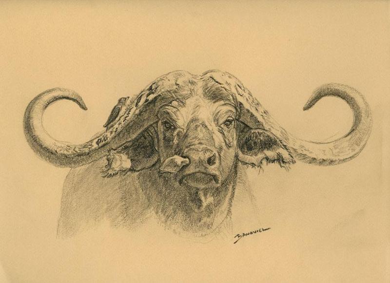 800x581 Buffalo By John Banovich, Graphite Sketch John Banovich