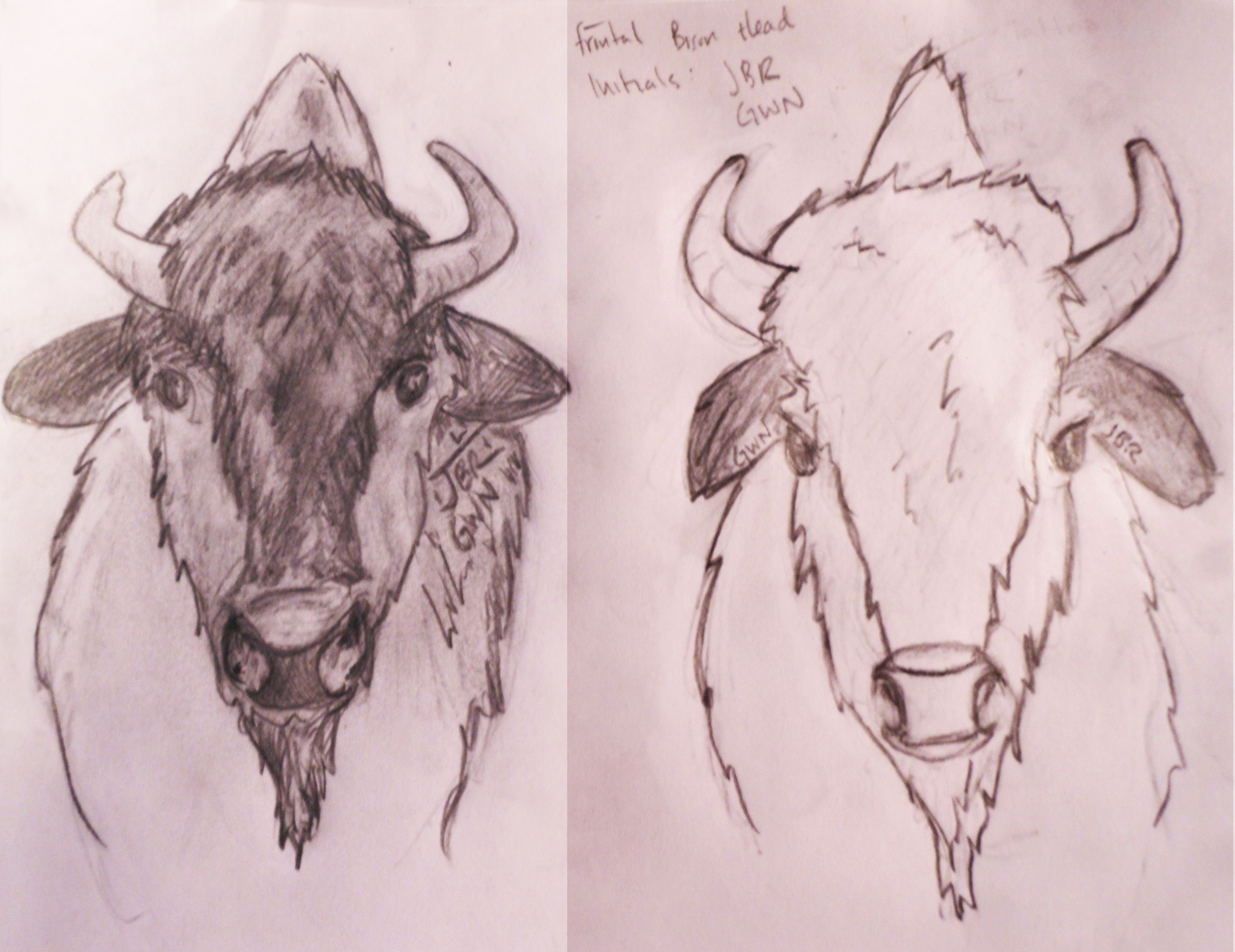 3906x3012 How To Draw A Bison Head