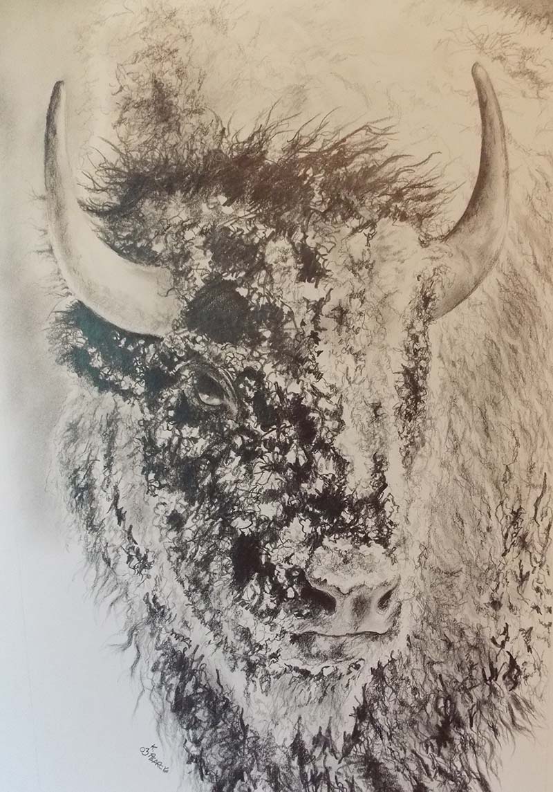 800x1145 Buffalo Head Pencil Kim Pearce Paintings Amp Drawings