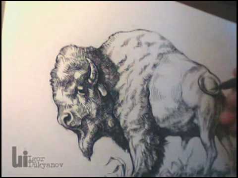 480x360 Drawing An American Buffalo (Bison) By Igor Lukyanov