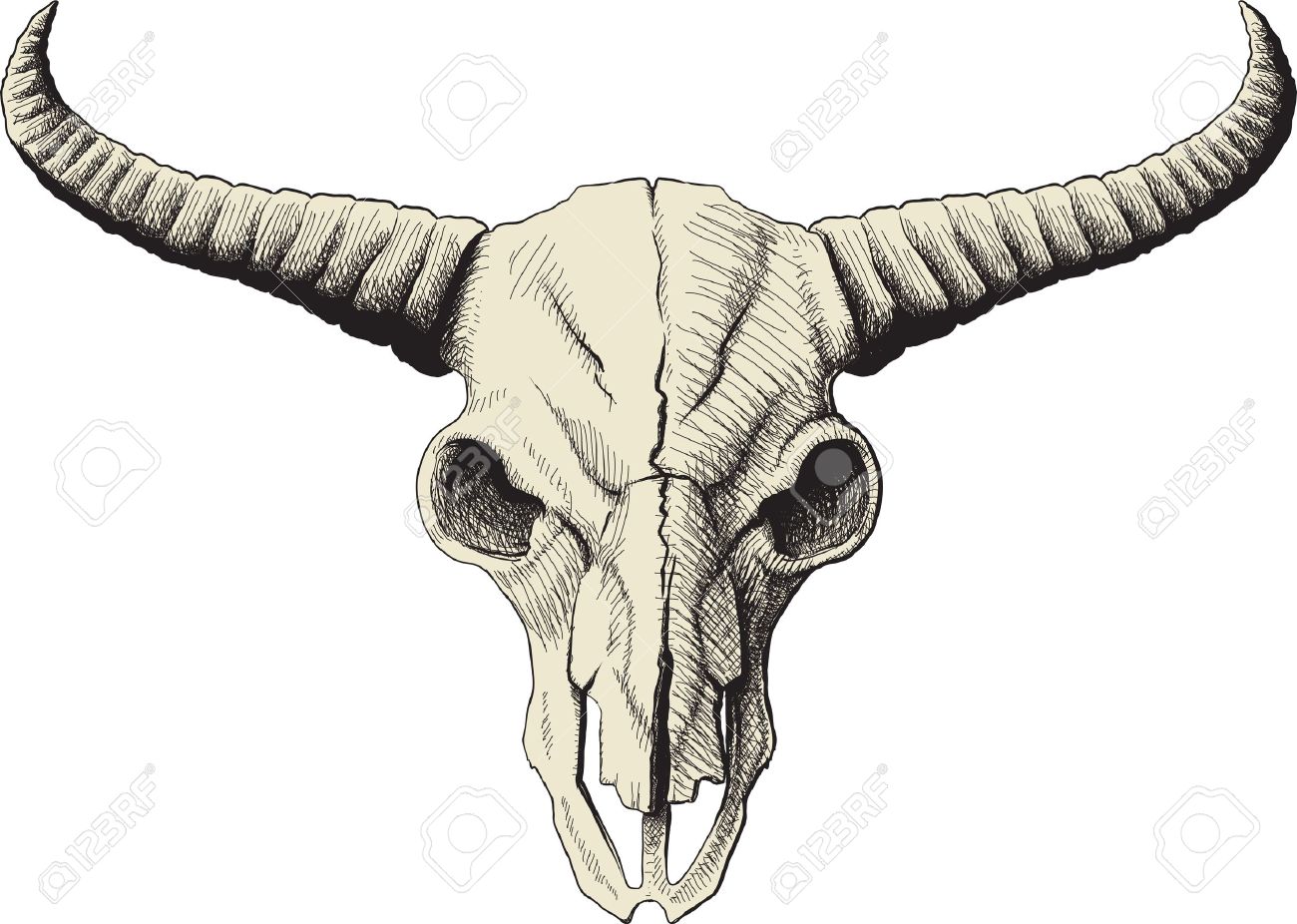 1300x926 Drawing A Bison Skull Isolated On White Background Royalty Free