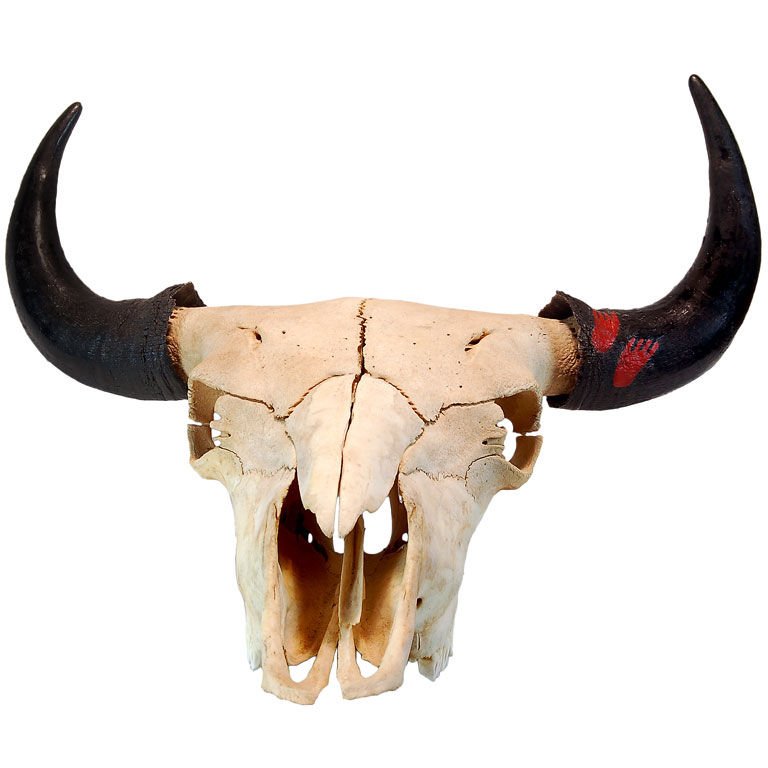 768x768 Large Buffalo Skull With Native American Foot Print For Sale