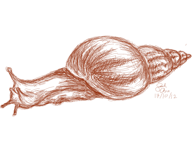 640x480 Snail Drawing! (Bug 2) By Ashlin422