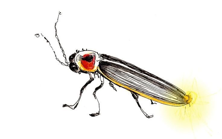 736x462 Small Lightning Bug Drawing