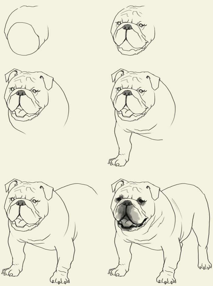 700x943 How To Draw Bulldog Elementary Art Drawings