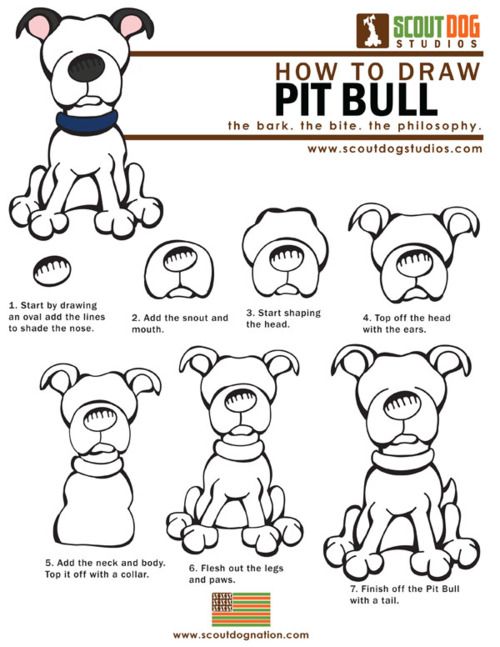500x647 How To Draw Pit Bulls Download How To Draw Pit Bulls (Pdf) Another