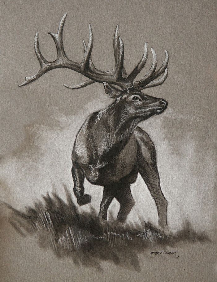 701x912 Bull Elk Original Sketch Pictures For Transfer