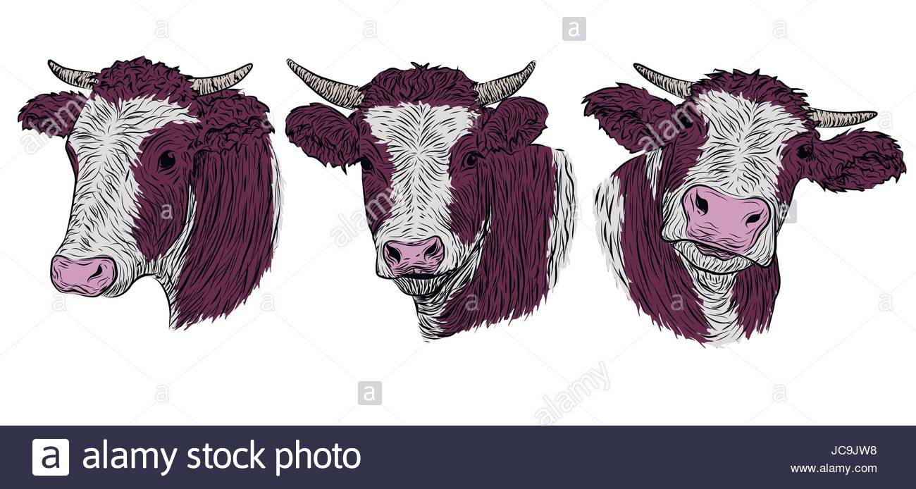1300x694 Cow, Calf, Bull Cute Muzzle Face In Three Different Set Collection