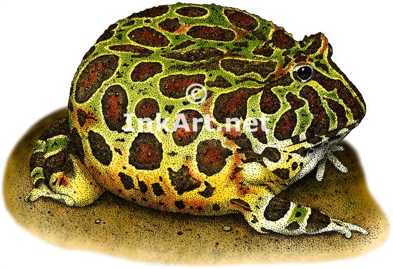 800x548 Ornate Horned Frog (Ceratophrys Ornata) Frog Stock Art Illustration