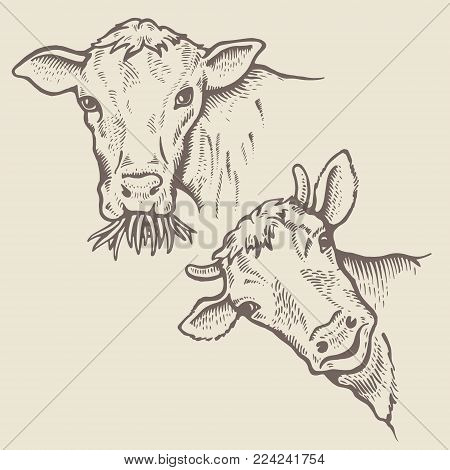 450x470 Bulls Images, Illustrations, Vectors