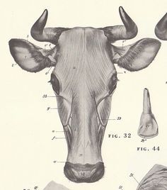 236x268 Central European 19th Century Pencil Drawing Of A Bull's Head