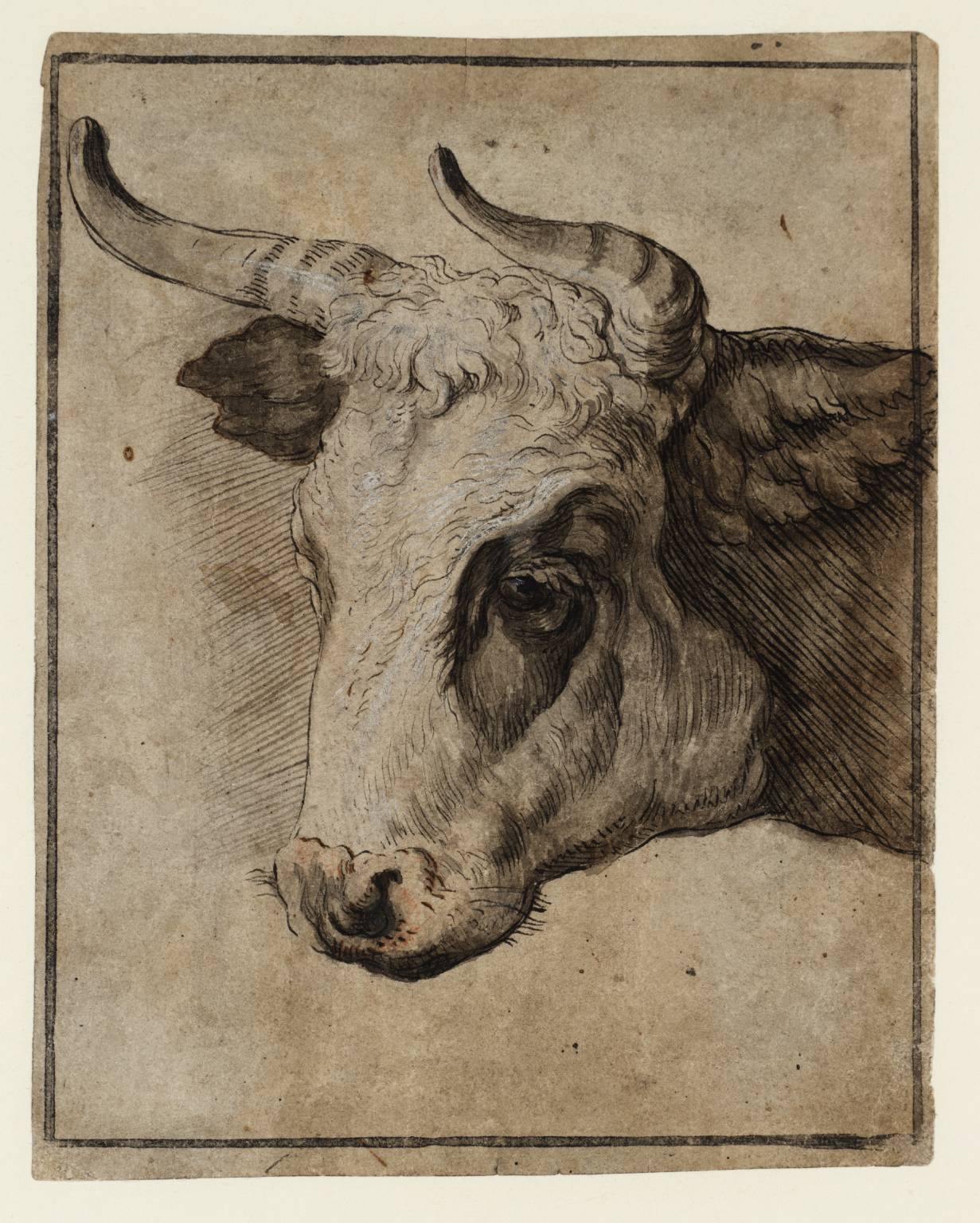 1231x1536 Side View Of A Bull's Head', Joseph Highmore Tate