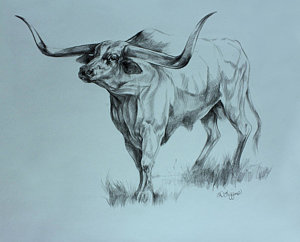 300x242 Steer Horns Drawings Fine Art America