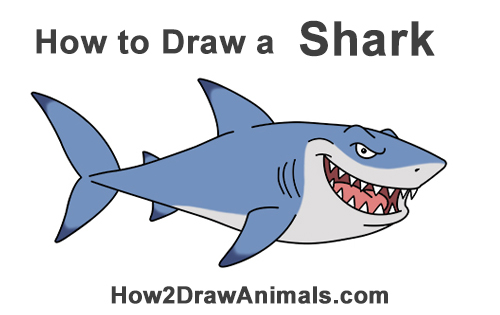 500x315 How To Draw A Shark (Cartoon)