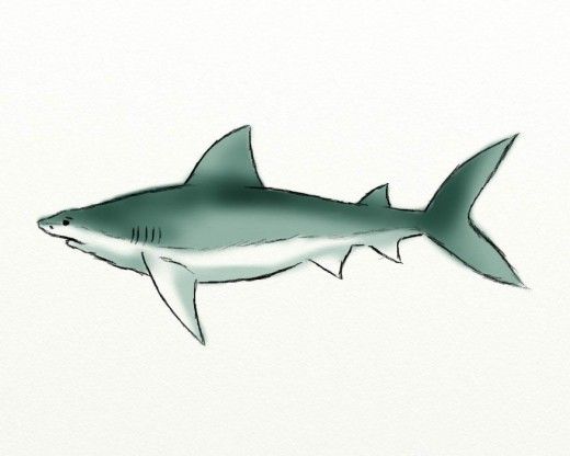 520x416 How To Draw An Awesome Shark Shark, Pencil Art And Drawing Ideas