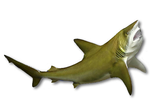 520x364 Two Sided Bull Shark Saltwater Fish Mount, Bull Shark Taxidermy