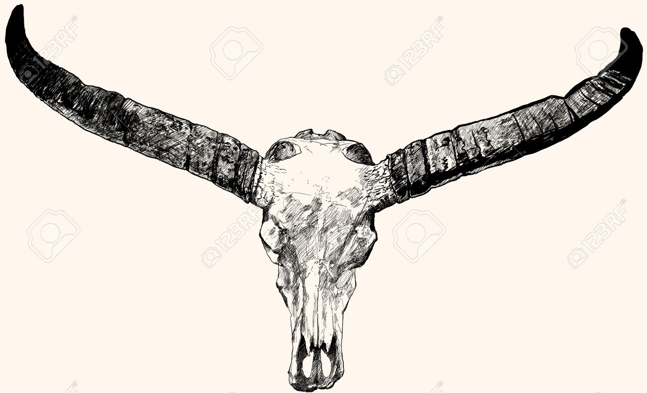 1300x789 Ink Pen Hand Drawing Of A Bull Skull Royalty Free Cliparts