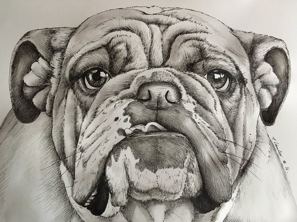 1024x768 Bulldog Pen And Watercolour Drawing Dog By Billyboyuk