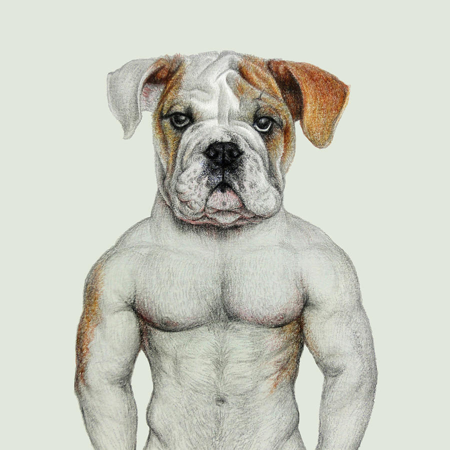 900x900 Sexy Bulldog Drawing By Wind Zao