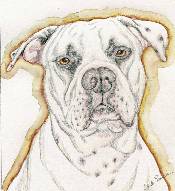 597x650 Stunning American Bulldog Drawings And Illustrations For Sale