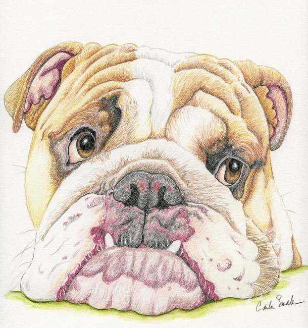 610x650 Stunning English Bulldog Pencil Drawings And Illustrations