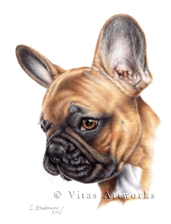 600x783 French Bulldog Drawing By Vitasartworks