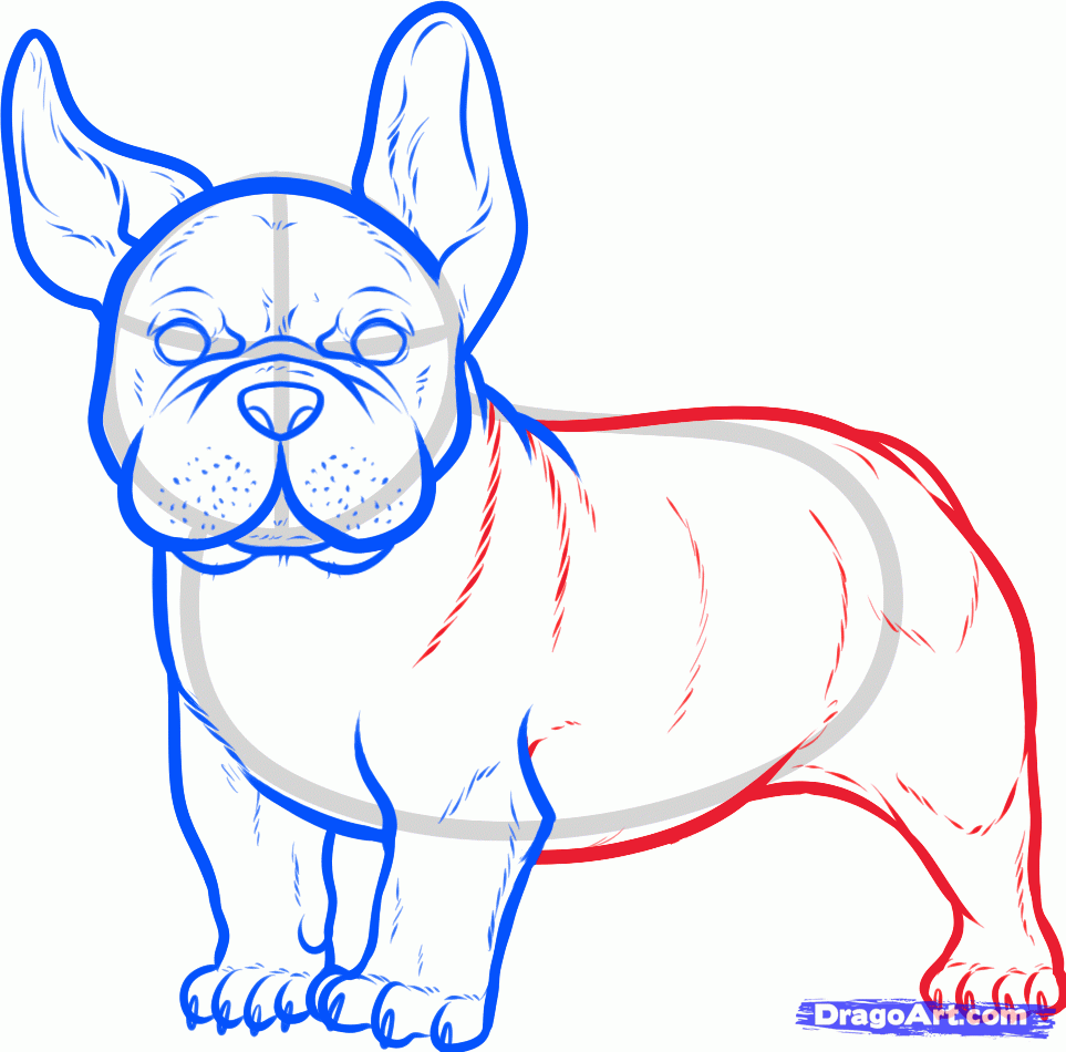 963x950 How To Draw A French Bulldog, French Bulldog, Step By Step, Pets