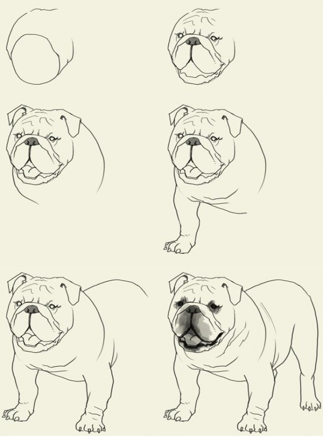654x881 How To Draw A Bulldog . ~~ Step By Step Step By Step.