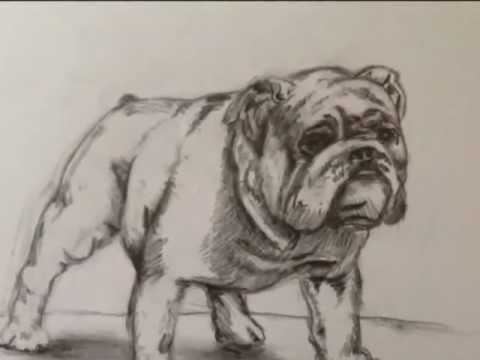 480x360 Bulldog Drawing