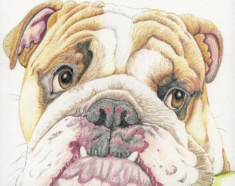 340x270 Bulldog Drawing Etsy