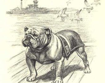 340x270 Bulldog Sketch Etsy