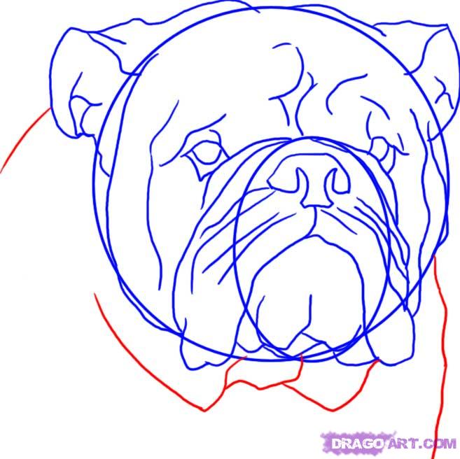 657x656 How To Draw An English Bulldog Step 7 English Bulldogs