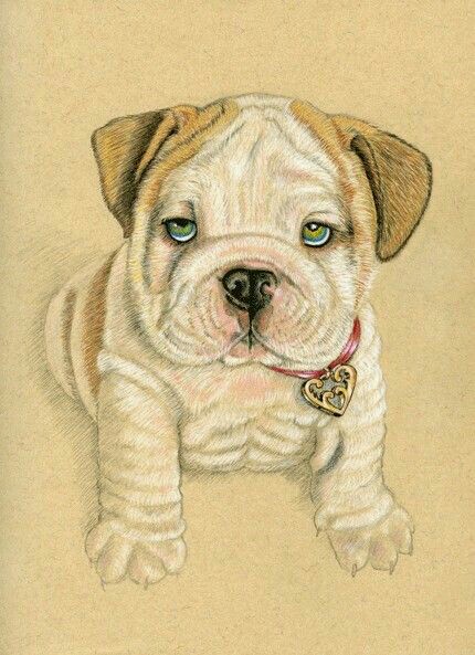 430x593 Pin By Patti White On Dogs Drawings And Dog
