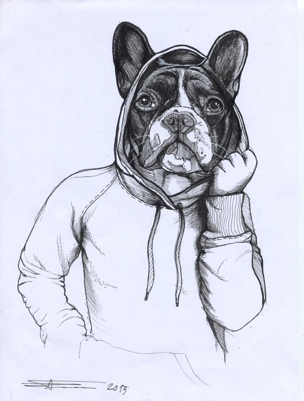 620x817 176 Best French Bulldog Images On French Bulldogs