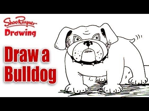 480x360 Copy Of How To Draw A Bulldog