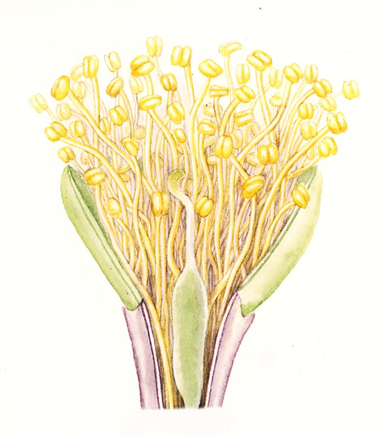 800x898 Bullhorn Acacia Flower Dissection Drawing By Sarah Roberts Cc By