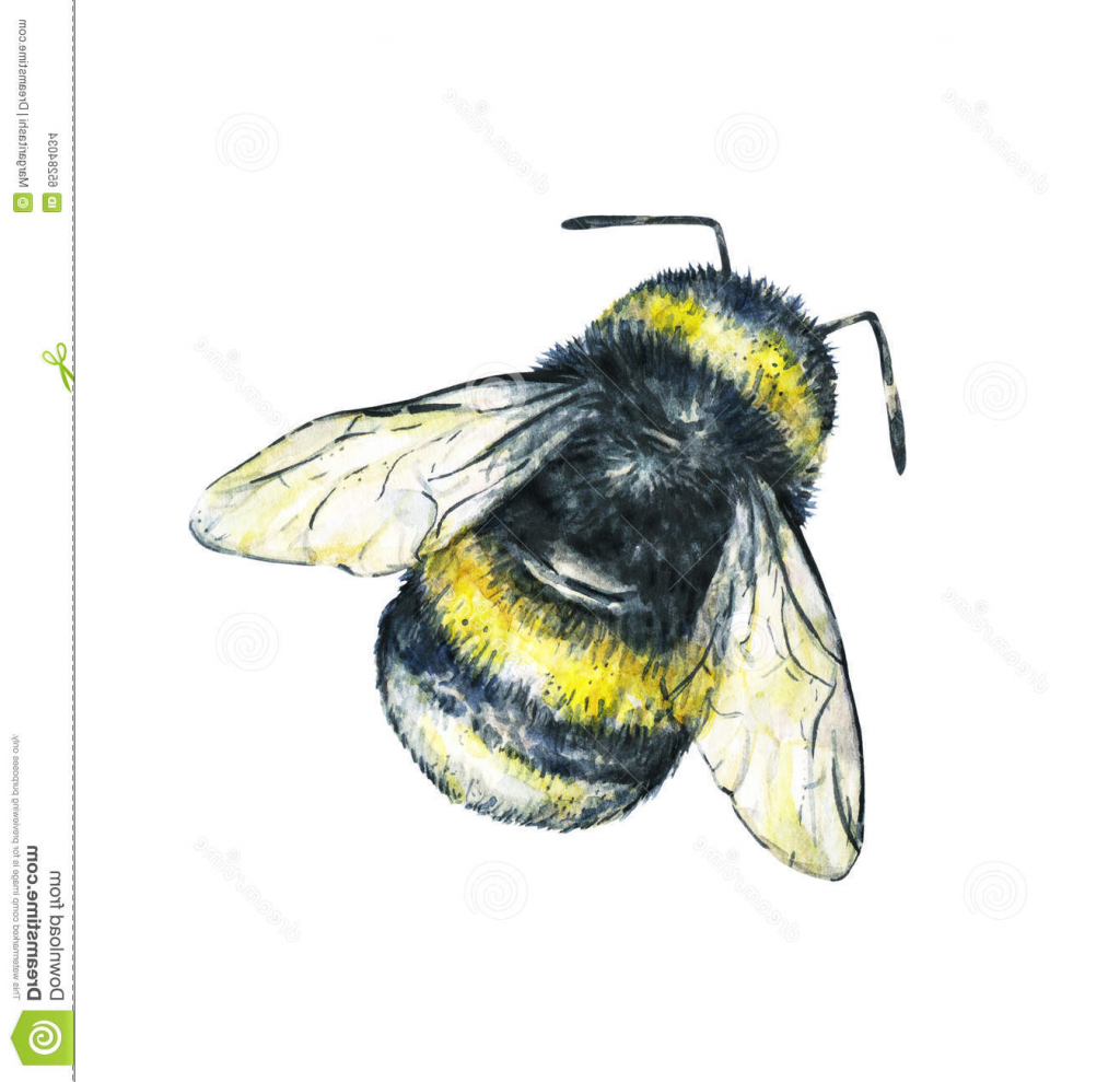 Bumble Bee Drawing at GetDrawings | Free download