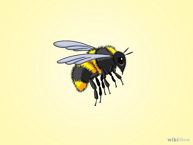 670x503 How To Draw A Bumble Bee