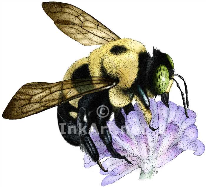 700x636 Common Eastern Bumble Bee Stock Art Illustration