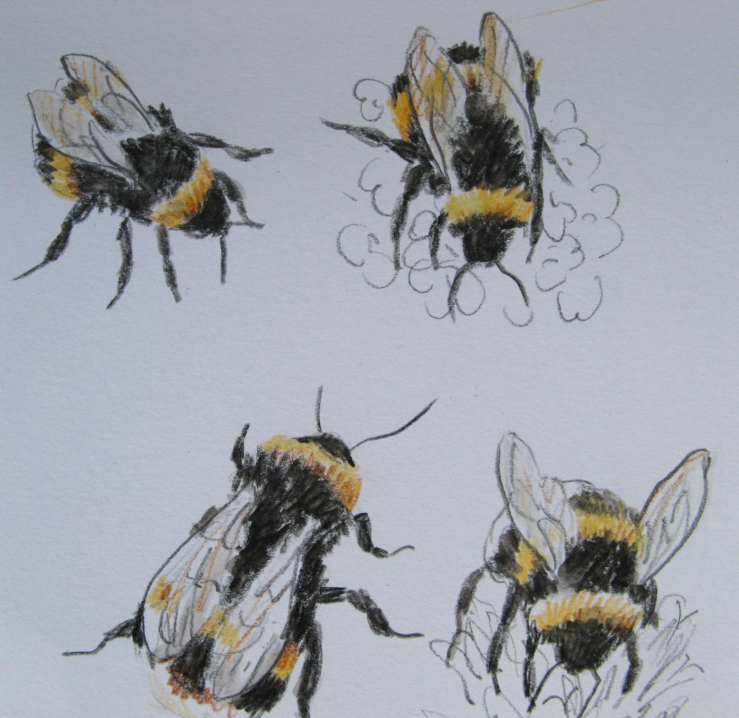 2364x2297 Bumble Bee Drawing
