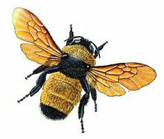 236x201 Honey Bee Drawing