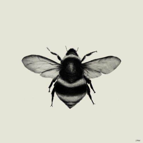 500x500 Bumblebee Pencilgraphite Jennifer Hui, 2014 Etsy