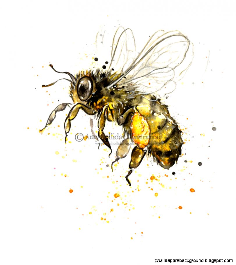 811x910 Honey Bee Scientific Drawing Wallpapers Background