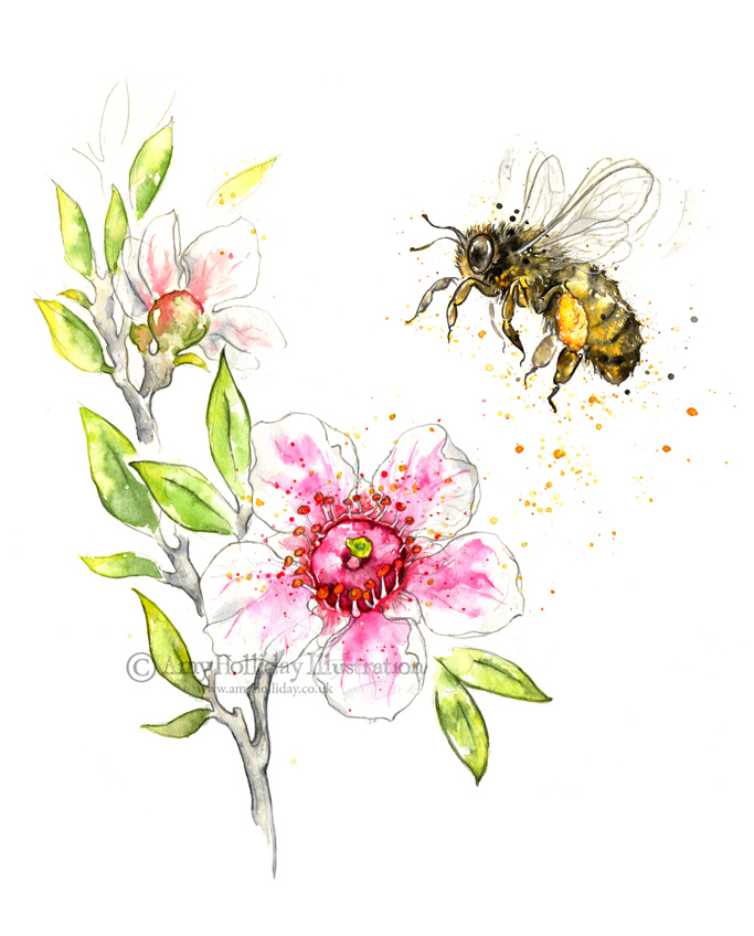 683x848 Honey Bee Amp Manuka Flower Personal Work. A Slightly More