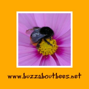 300x300 Types Of Bees All About The Different Kinds Of Bees, Including