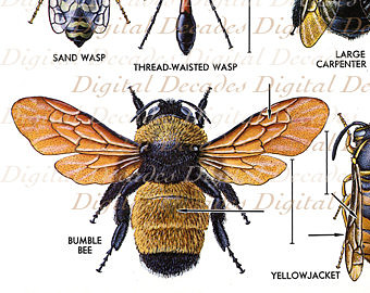 Bumble Bee Scientific Drawing at GetDrawings | Free download