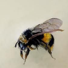 224x225 Bumble Bees Illustration