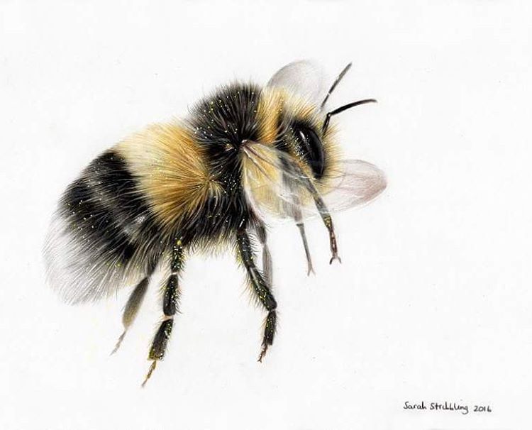 750x606 New Bumble Bee Colour Pencil Drawing. 12x9 Dm Ifterested