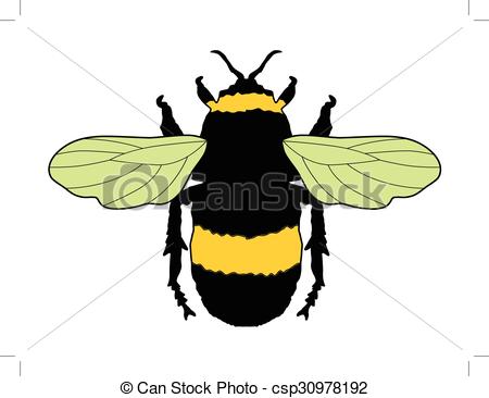 450x366 Vector Illustration Of Bumblebee, Insect Eps Vectors