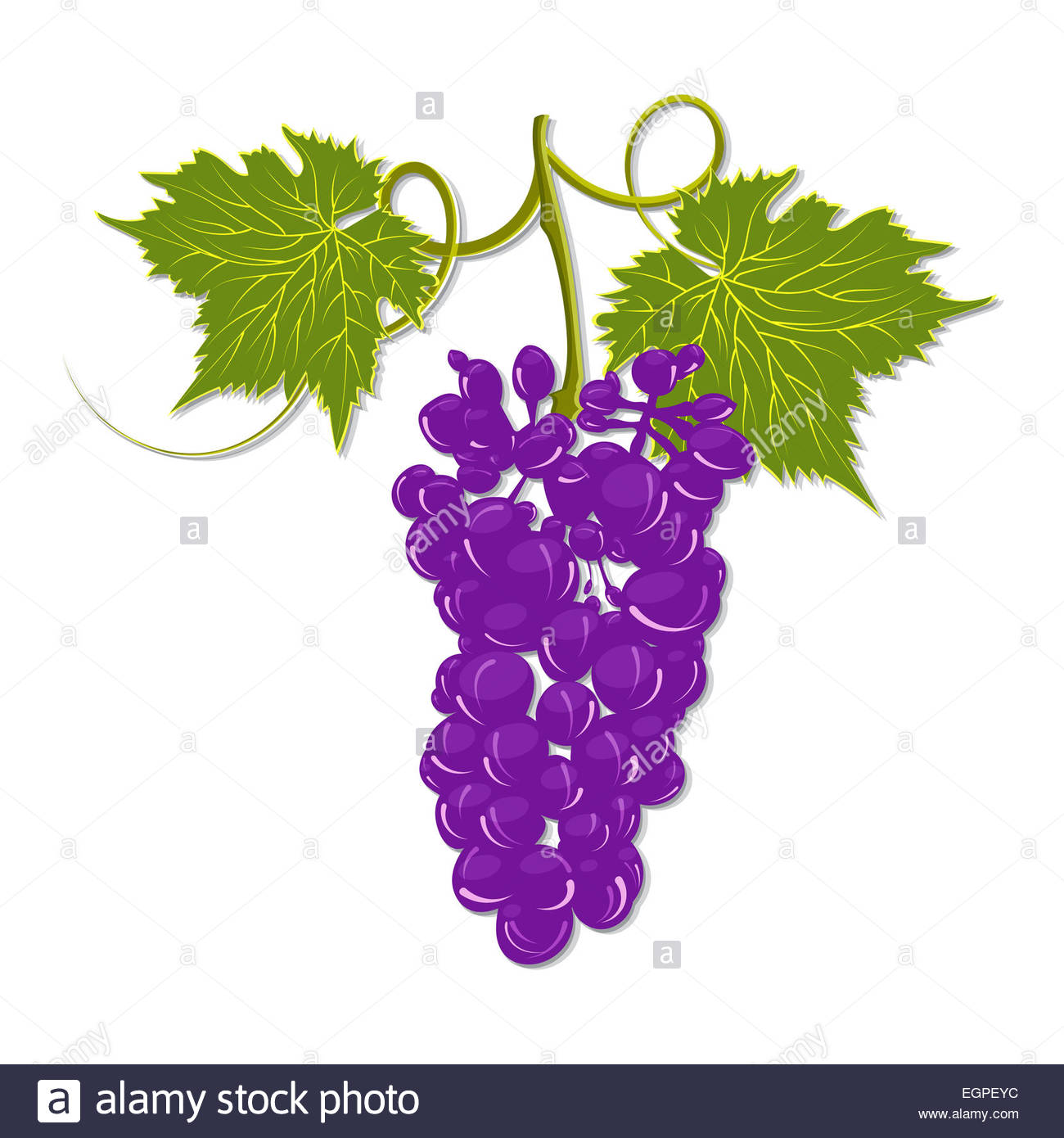 1300x1390 Hand Drawing A Bunch Of Grapes With Leaves On A White Background